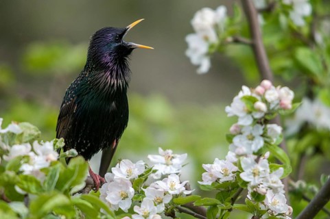 Star, Starling, Sturnus vulgaris, courtship behavior, birds, courtship display, spring, song,