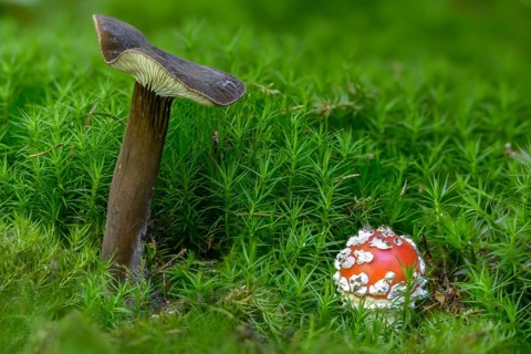 Amanita Citrina, Amanita Muscaria, Toadstool, Chimney Sweeper, Mohrenkopf, Mohrenkopfmilchling,