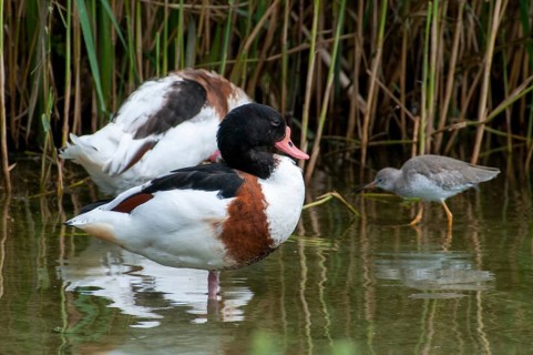 Brandgoose, Shelduck, Tadorna Tadorna, Anatidae, Birds, Duckbirds, Goose, Geese, Birds, Waterbirds