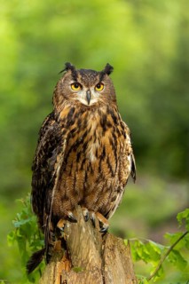 An eagle owl sits upright with a calm expression on a tree stump in a green forest, an eagle owl