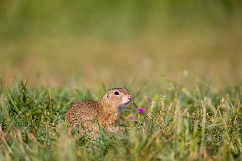 A European ground squirrel (Spermophilus citellus) or European souslik sits in green gras, looking