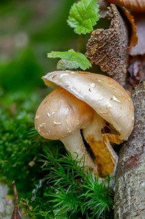 Clay-coloured Slimy Scalecap, Dryophila Lenta, Flammula Betulina, Flammula Lenta, Gymnopilus