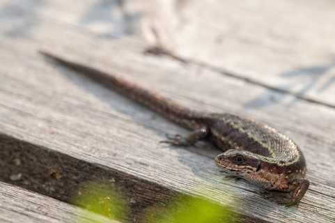 Mountain lizard, Finland, Lacerta vivipara, bog lizard, viviparous lizard, zootoca, common lizard,