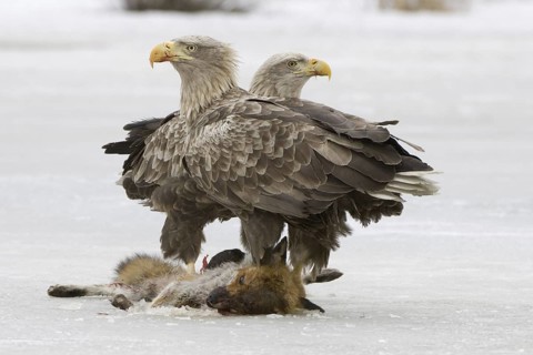 White-tailed Eagle (Haliaeetus albicilla), Mecklenburg-Western Pomerania, Germany