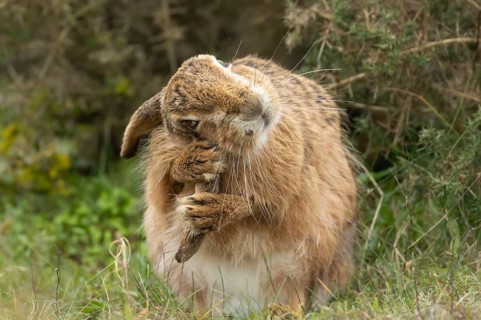 European brown hare (Lepus europaeus) adult animal washing its ear in grassland, England, United