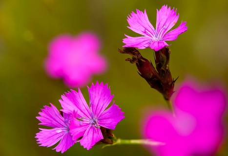 Caryophyllaceae, Dianthus deltoides, heather clove, flora, maiden pink, plants
