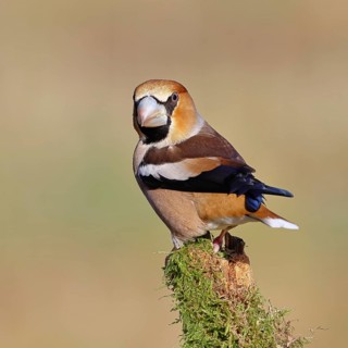Hawfinch (Coccothraustes coccothraustes), male, perched on a moss-covered branch, Wilnsdorf, North