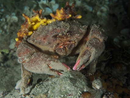 A camouflaged crab, the woolly crab (Dromia personata), sits in the dark water, covered in golden