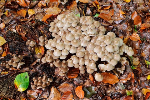 Rogers Mushroom (Psathyrella multipedata), North Rhine-Westphalia, Germany