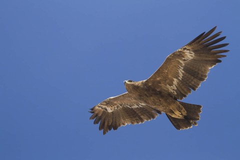 Steppe Eagle (Aquila nipalensis) flying, Oman