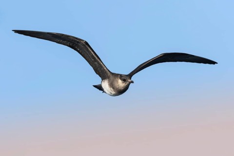 Parasitic Jaeger (Stercorarius parasiticus) flying, Eilat, Israel