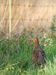 Partridge (Perdix perdix) in a meadow, a symbolic image of habitat loss, Solms, Hesse, Germany