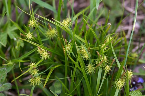 Carex flava, cyperaceae, yellow sedge, hedgehog grass, sour grass, flora, hedgehog grass, plants,