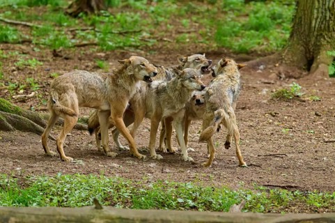 A pack of wolves is actively moving about and interacting with one another in the forest, summer,