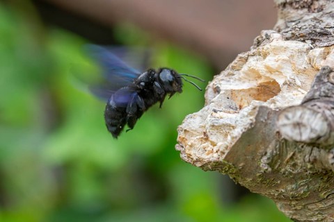 Apidae, bees, blue wood bee, large wood bee, hymenoptera, violet-winged wood bee, xylocopa