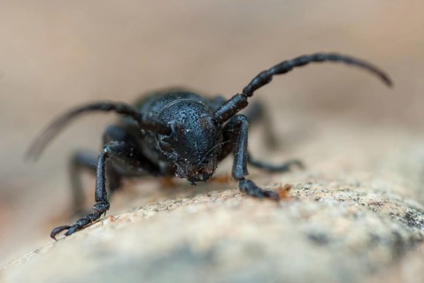 Dorcadion hybridum, Erbock spec.1, beetle, longhorn beetle, Greece, insects, insects, beetles
