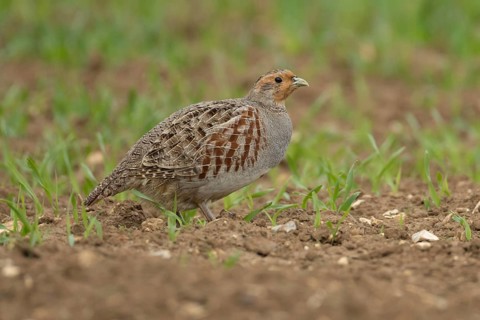 Grey or English or Hungarian partridge (Perdix perdix) adult game bird in a farmland cereal field,