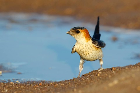 Red-rumped Swallow (Cecropis daurica) looking for nesting material, Lesvos, Greece