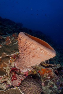 Barrel sponge (Xestospongia testudinaria) in a diverse coral reef, SD dive site, Nusa Ceningan,