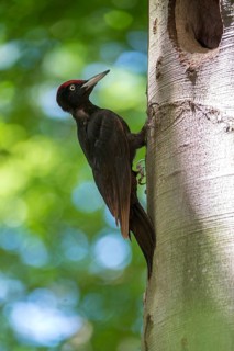 Black Woodpecker, Dryocopus Martius, Black Woodpecker, Birds, High Size, Portrait, Male, Piciform,