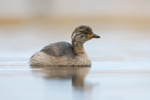 Australasian Grebe (Tachybaptus novaehollandiae) young, Victoria, Australia