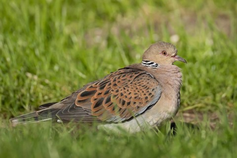 European turtle dove (Streptopelia turtur) adult bird in grassland, England, United Kingdom