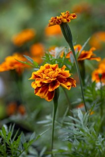 Orange marigolds (Tagetes) in the garden against a blurred background, Neunkirchen, Lower Austria,
