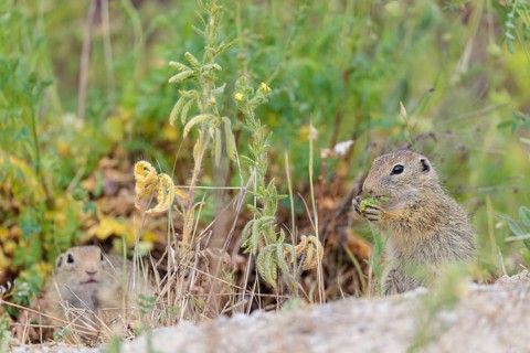 A young European ground squirrel (Spermophilus citellus) eats seats, leaves and flowers in a green