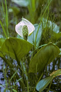 Araceae, arum stalk, bog arum, calla palustris, dragon root, marsh calla, flora, high size,