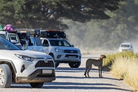 Cheetah (Acinonyx jubatus). Female on a gravel road with tourist vehicles. Kalahari Desert,