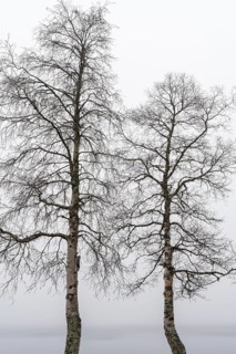 Birch trees in fog, Gällivare, Norrbotten, Lapland, Sweden, October 2020
