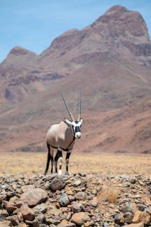 Oryx gazella, oryx antelope, Namib Desert, Namibia