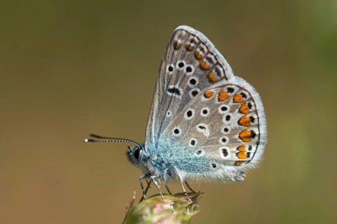Common blue, common blue, crested blue, polyommatus icarus, blue, butterfly, insects, butterfly,