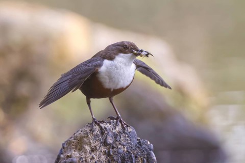 White-throated Dipper (Cinclus cinclus) with food in its beak, North Rhine-Westphalia, Germany