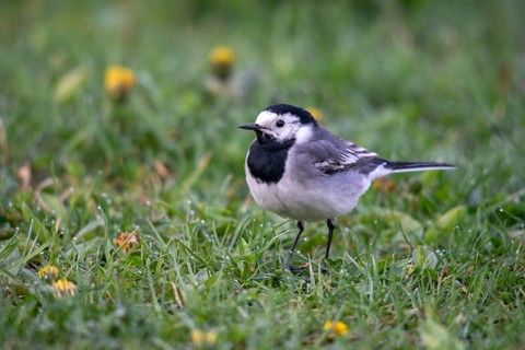 Wagtail, Motacilla Alba, White Wagtail, Birds, Passeri, Songbirds, Birds