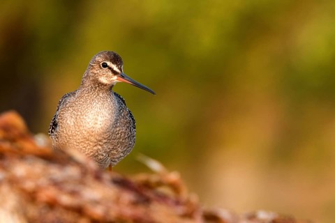 Spotted Redshank (Tringa erythropus), Galicia, Spain