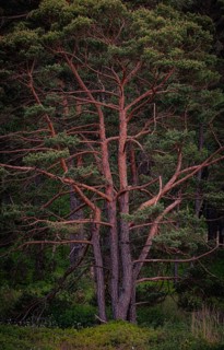 Bissendorfer Moor, Bissendorf, Wedemark, Hanover, Lower Saxony, Germany