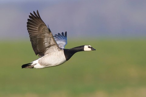 Barnacle Goose (Branta leucopsis) flying, Netherlands