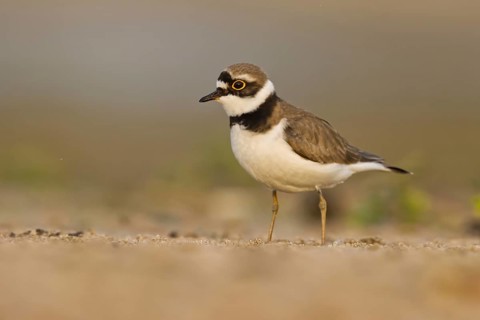 Little Ringed Plover (Charadrius dubius) female foraging, North Rhine-Westphalia, Germany