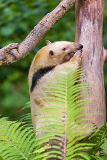 One southern tamandua (Tamandua tetradactyla), climbs up a tree in a forest