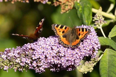 Small tortoiseshell butterfly (Aglais urticae) and Peacock butterfly (Aglais io) adult insects