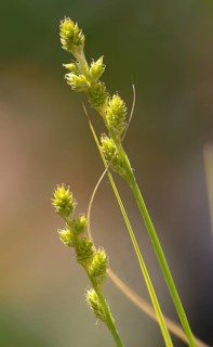 Carex Canescens, Cyperaceae, Harrow, Sour Grasses, Flora, High Size, Portrait, Plants