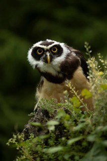 Spectacled Owl (Pulsatrix perspicillata) captive, juvenile, Germany