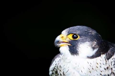 Close-up of a falcon with its beak open, peregrine falcon (Falco peregrinus), adult bird of prey,