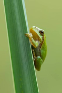 European tree frog (Hyla arborea), Zandvort, Netherlands