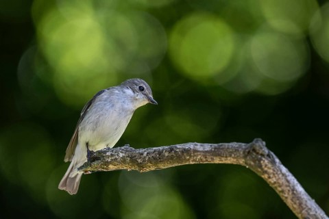 Pied Flycatcher (Ficedula hypoleuca), Emsland, Lower Saxony, Germany