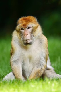 A Barbary macaque or magot (Macaca sylvanus) sitting in a meadow, in captivity, found in Morocco,