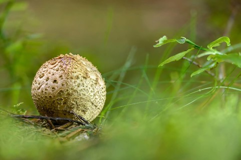 Bovist, thick-skinned potato bovist, fire mushroom, poisonous ball mushroom, potato bovist, smoke