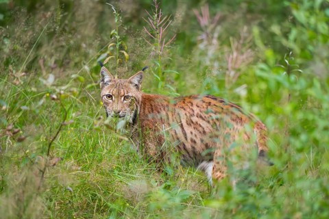 Eurasian lynx (Lynx lynx) in the middle of bushes in summer, Bavaria, Germany