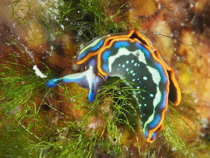 Colourful nudibranch, Hope's Elysia, Thuridilla hopei, on the seabed amongst aquatic plants, Muzil
